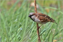<p>VRABEC DOMÁCÍ (Passer domesticus) /House sparrow - Haussperling/</p>
